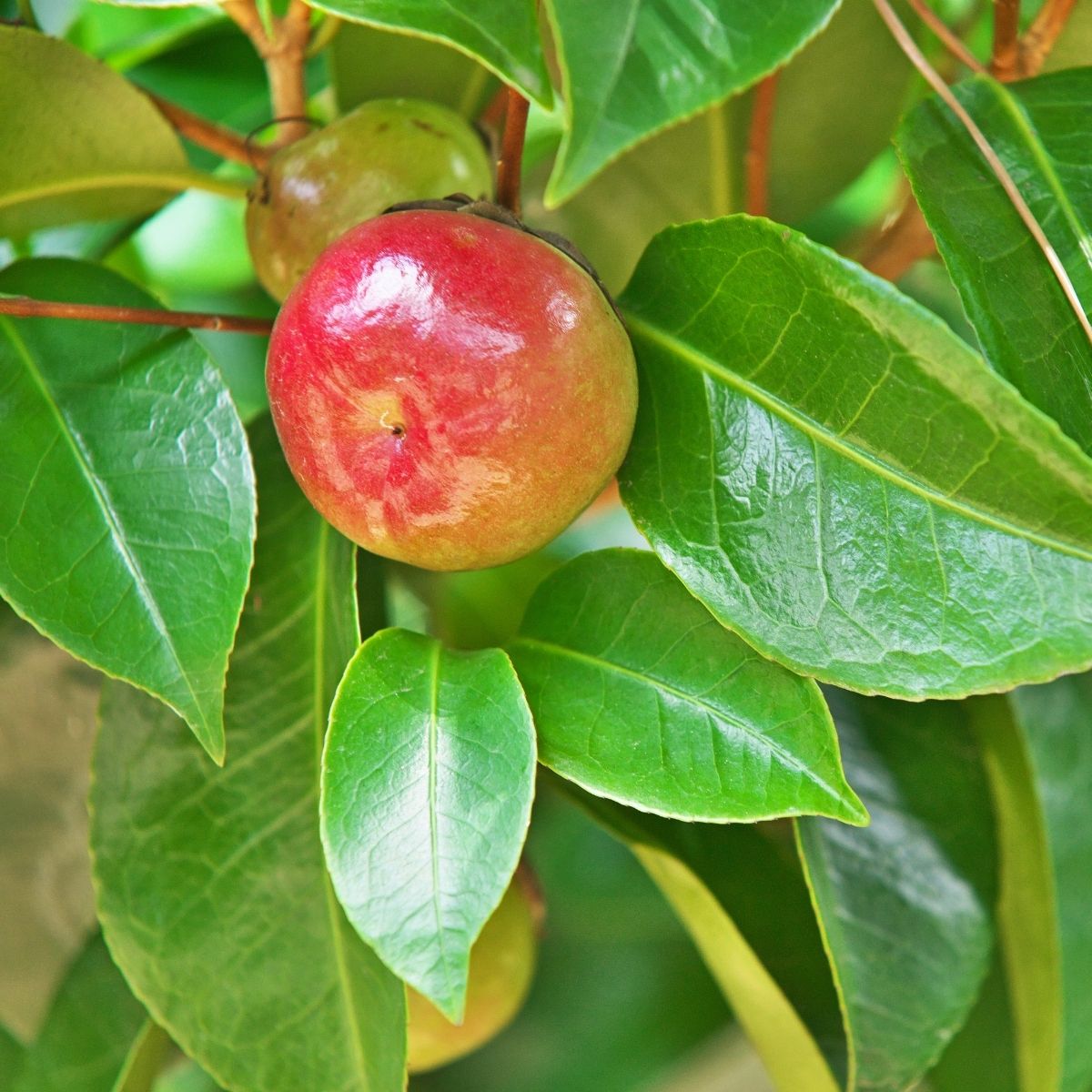 Camellia Japonica Seed Oil