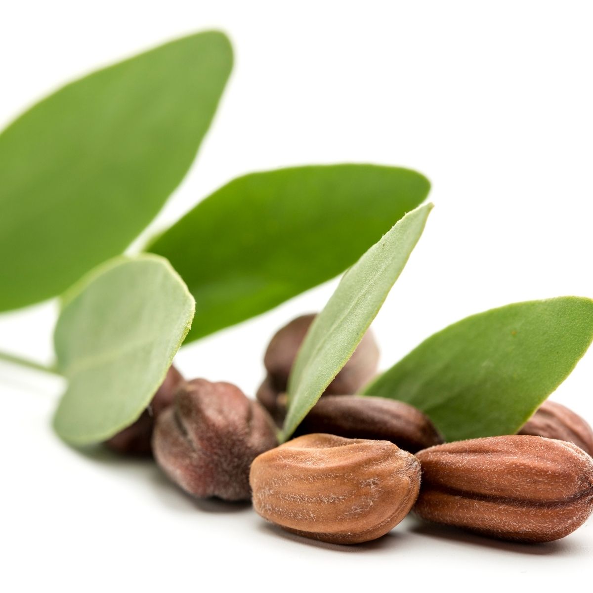 Jojoba Seed Oil - Botanical Oil
