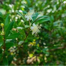 LEMON MYRTLE