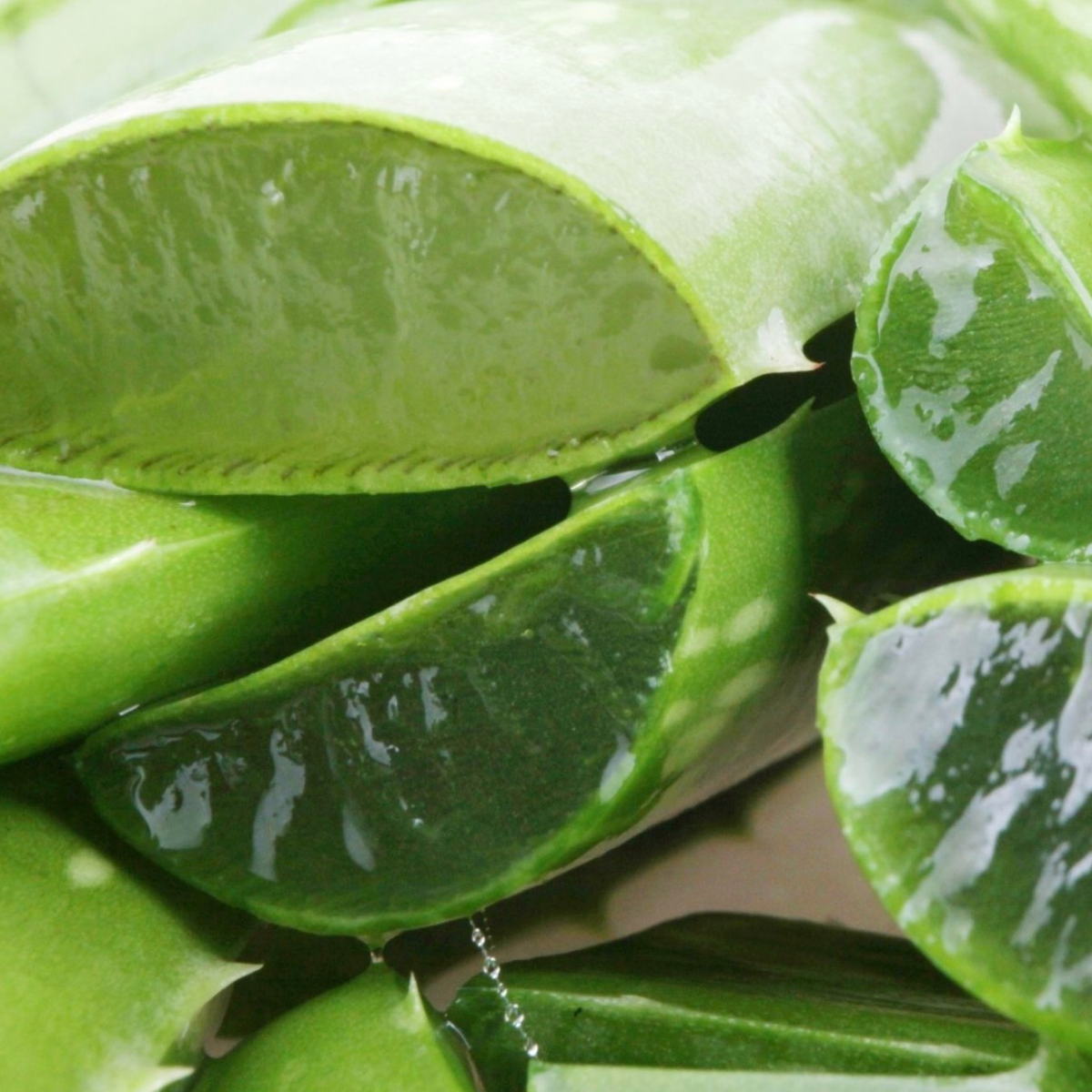 aloe vera extract natural botanical skincare ingredient for hydration and soothing
