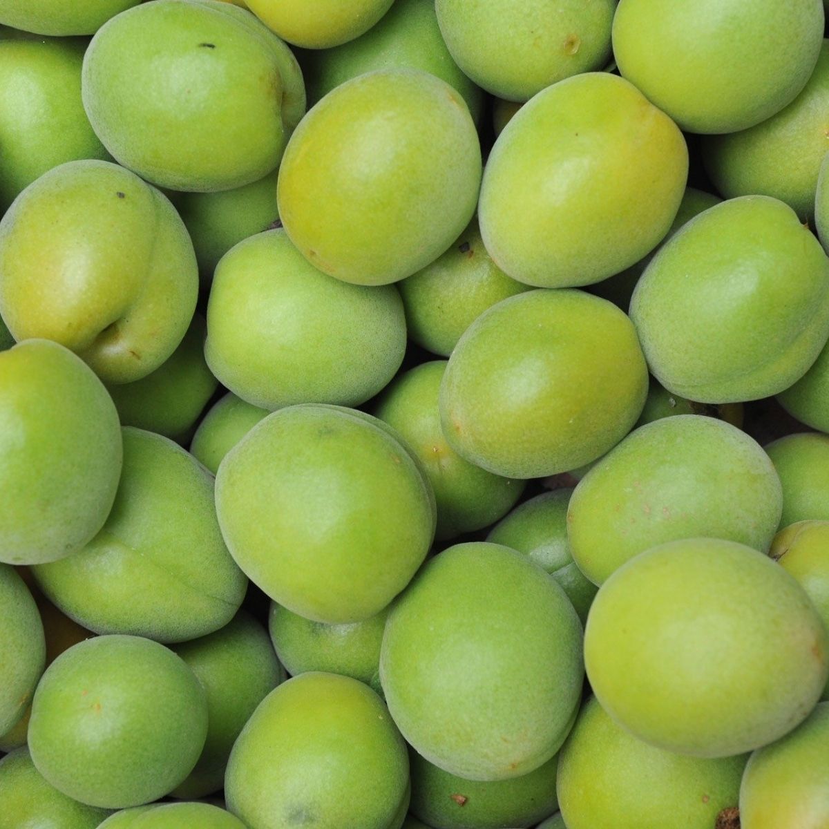 kakadu-plum-australian-native-botanical-skincare.jpg